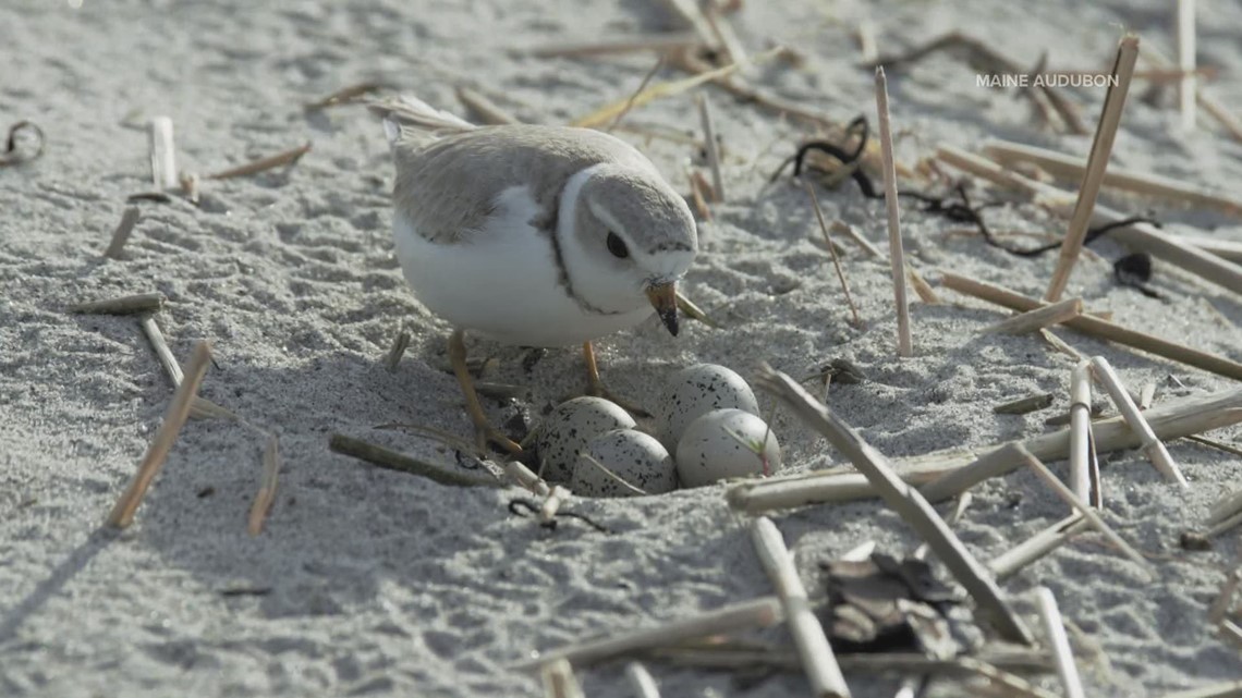 How one group says a health Piping Plovers population translates to a healthy beach.