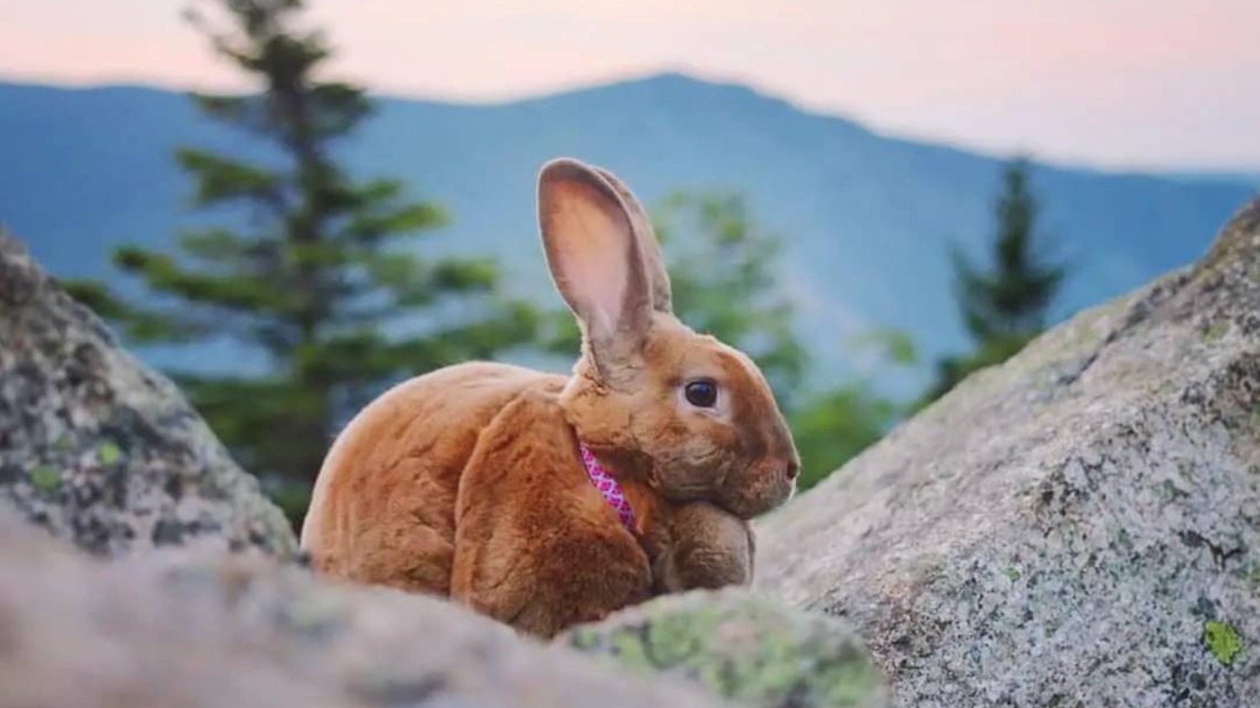 Hiking bunny in NH turns heads on the trail and on TikTok - Vimarsana News