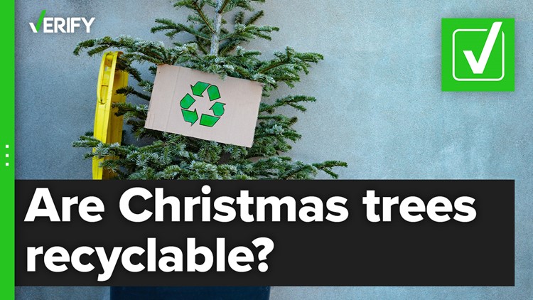 Christmas trees are recyclable but check on what options are available in your area