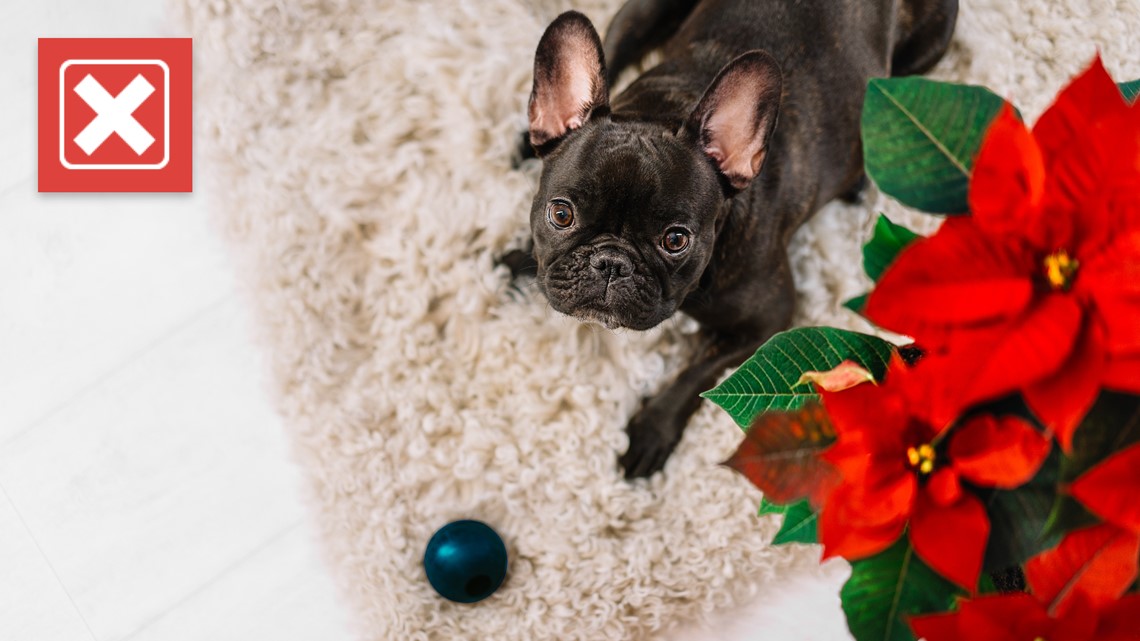 are poinsettias poisonous to dogs or cats