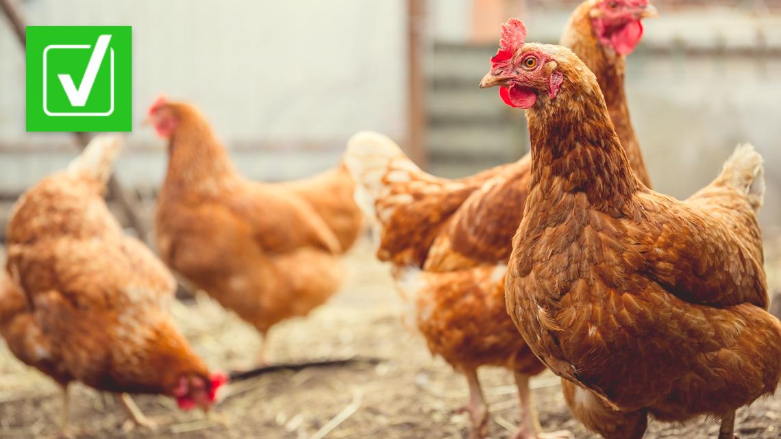 Can humans get bird flu? | newswest9.com - Vimarsana News