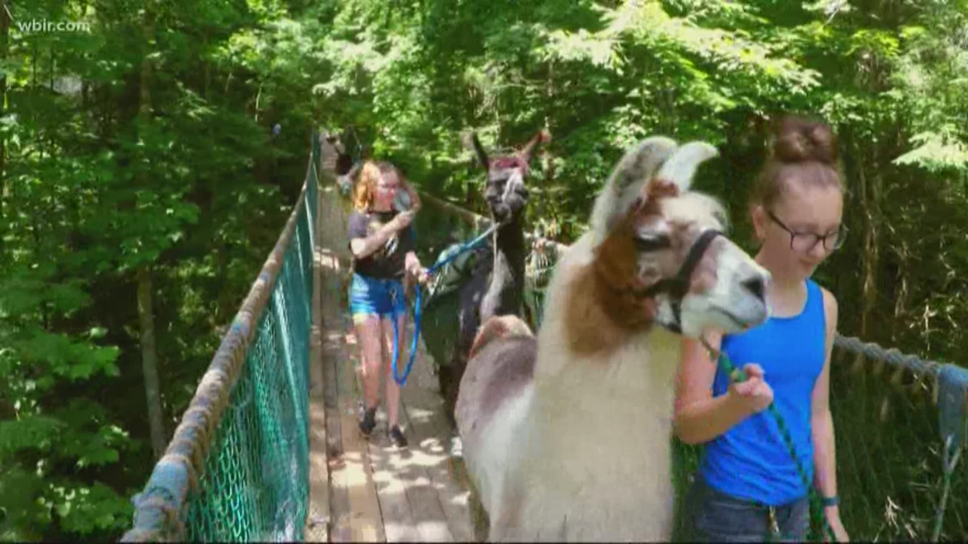 Smoky Mountain Llama Treks pairs each traveler with a furry friend on all its different hikes. 