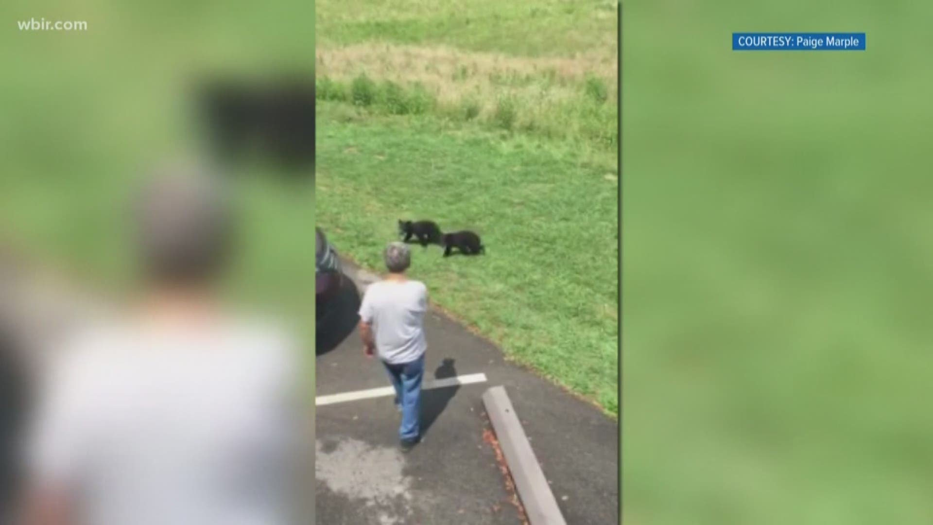 The national park is responding to a video of a man confronting a mother bear and her cubs.