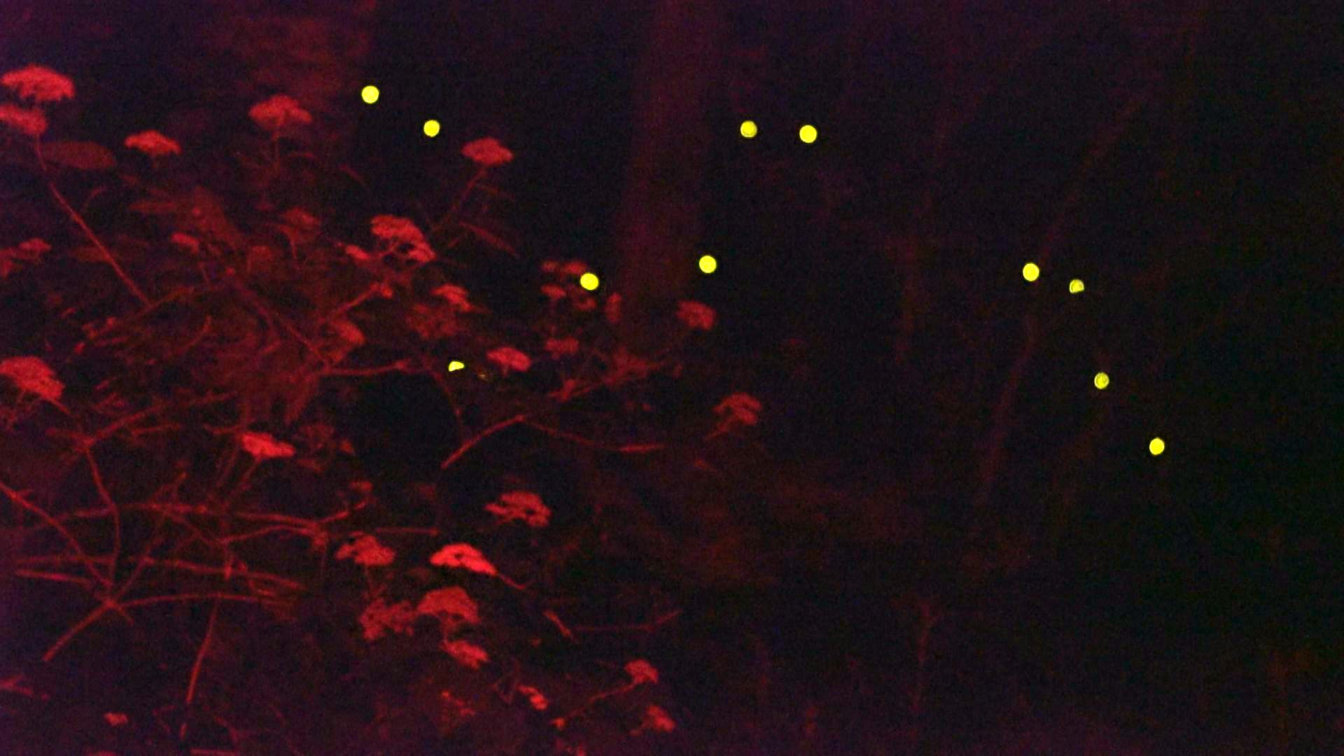 Discover Life in America is hosting a virtual synchronous firefly event in place of the canceled event in Elkmont. Outside the park, fireflies face serious threats.