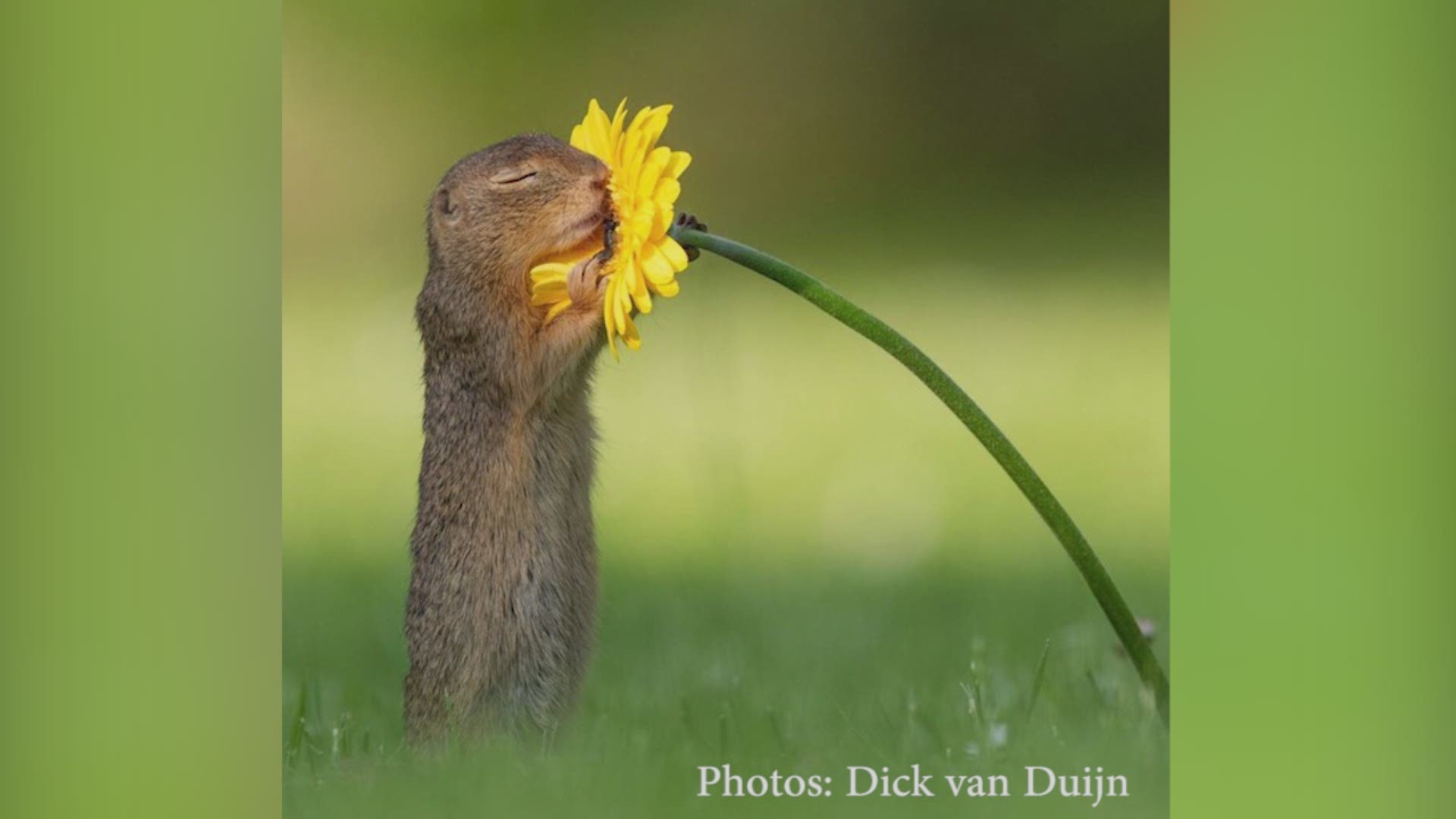 Nature photographer captures a squirrel smelling a flower in now-viral photo