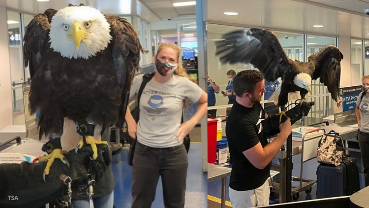 Bald eagle goes through TSA checkpoint in North Carolina