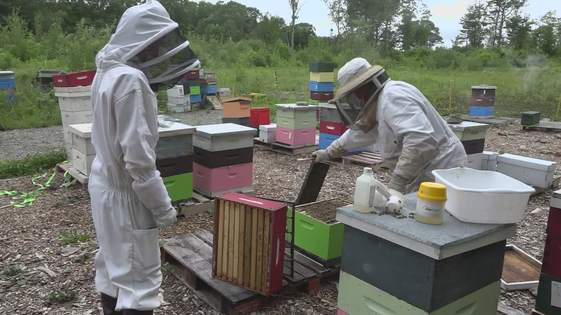 Mainers love their fresh, local honey. But bees face challenges and threats.