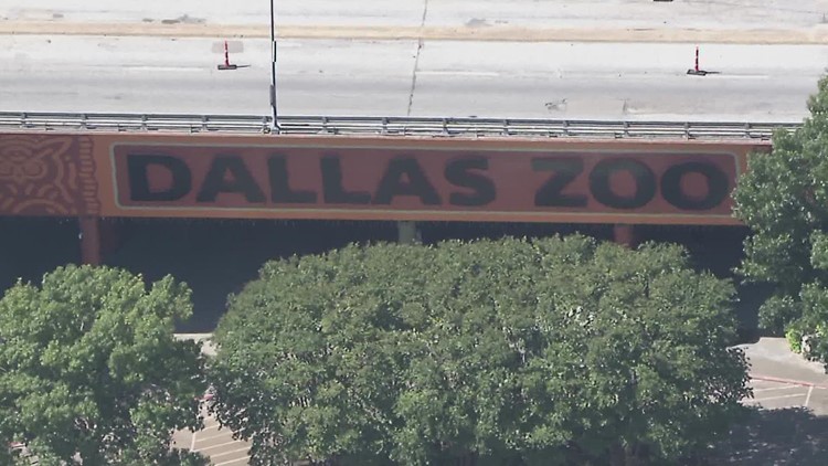 Vulture dies in 'unusual' circumstances at Dallas Zoo, officials say