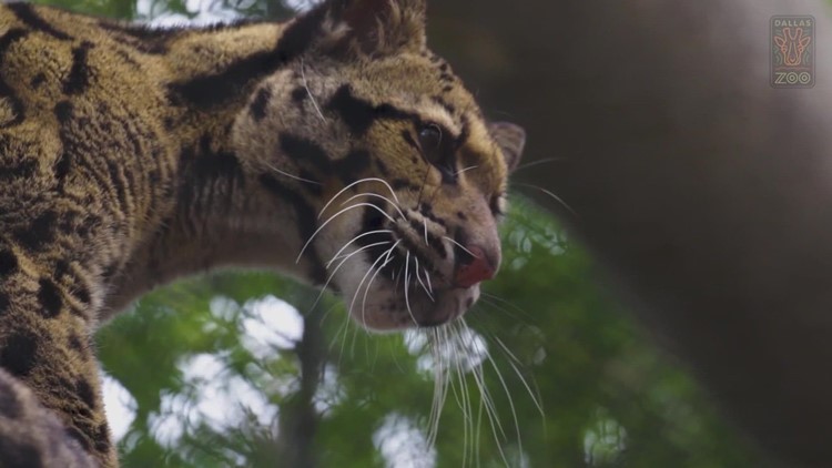 Missing Dallas clouded leopard found: Zoo officials say cat appears uninjured, police launch 'criminal investigation' into fencing tear
