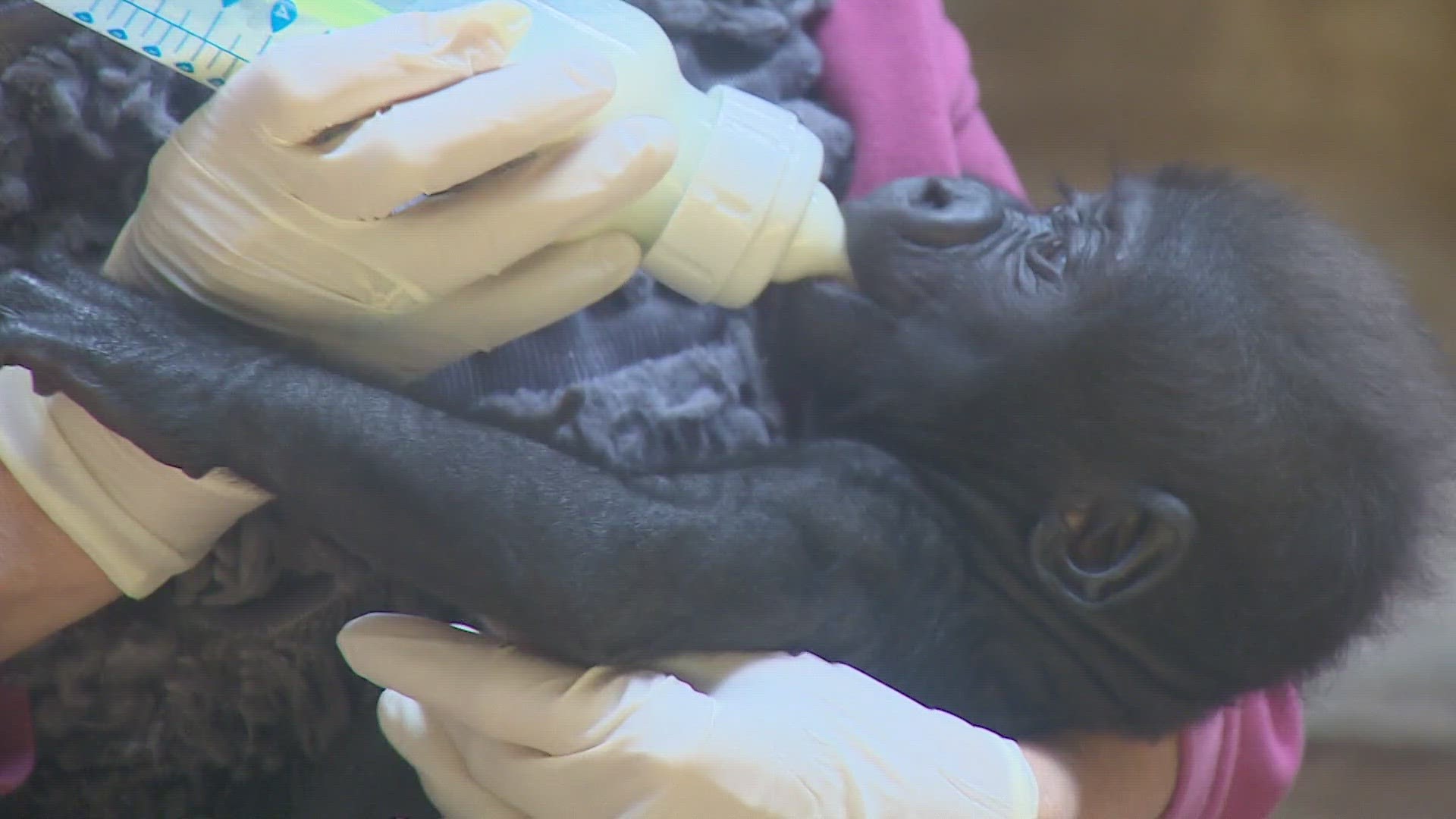 After her birth, zoo officials tried reuniting Jameela and Sekani numerous times, but unfortunately, the gorilla showed little interest in caring for her baby.
