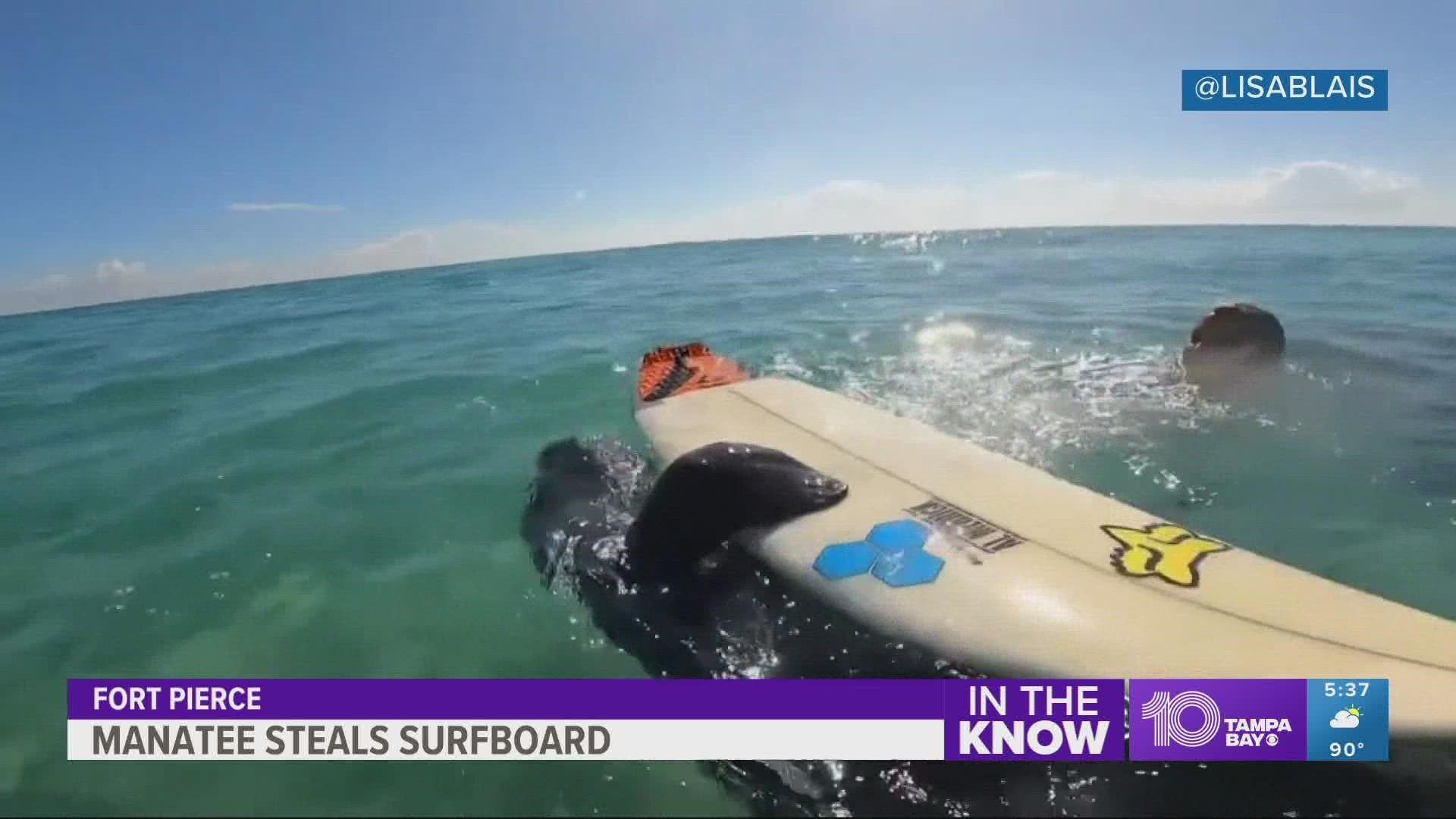 A group of manatees swam up on the surfers and they weren't sure what the figures were... divers? A shark?