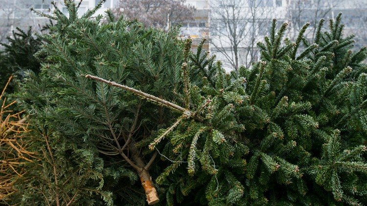 Taking down the real Christmas tree? Here's how you can properly dispose of it