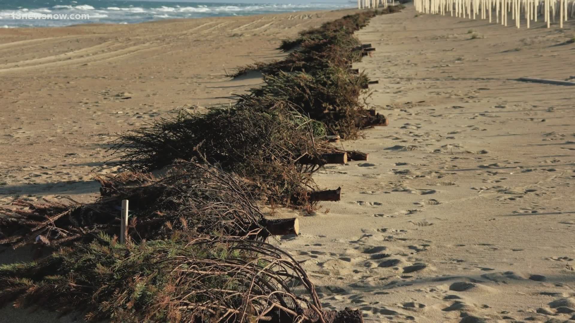 Have a Christmas tree to recycle? Chicho's Pizza is collecting people's Christmas trees that will be placed on dunes to help with beach erosion in the Outer Banks.