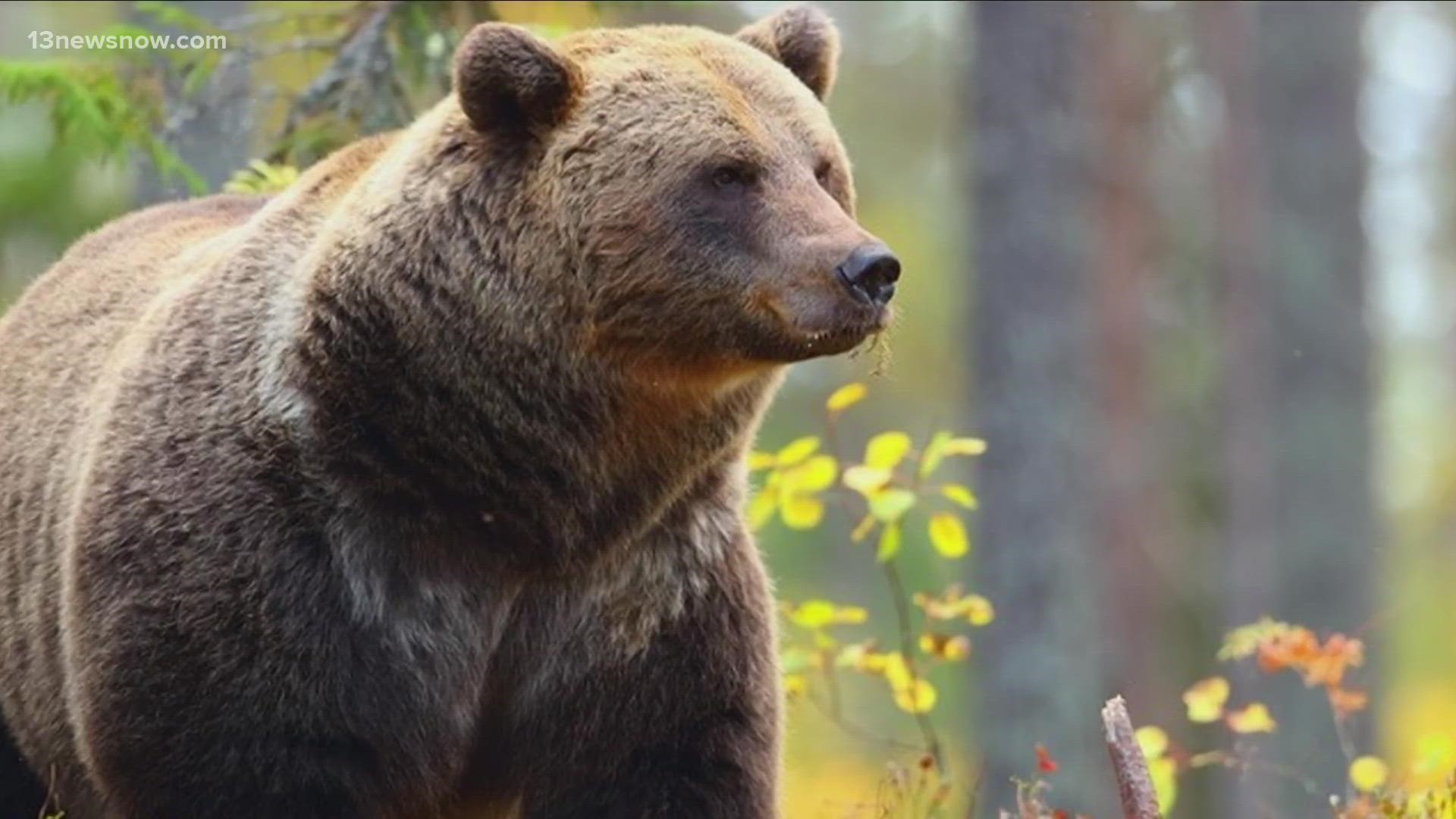 If you find yourself in the presence of a bear, there are things you can do to reduce your chance of attack. Pushing a friend down isn't one of them.