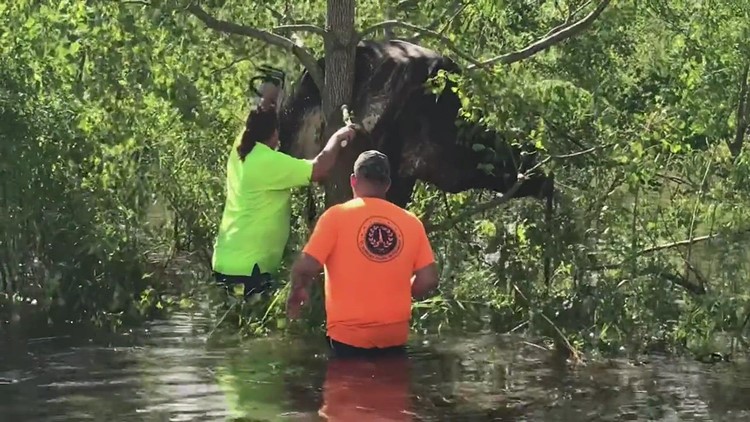 Video: Cow rescued from tree above floodwater in St. Bernard Parish