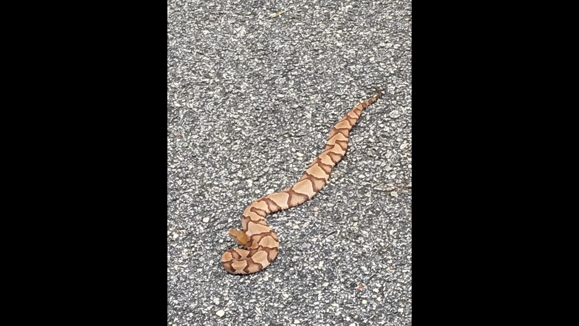Copperheads are moving in Here's how to protect yourself